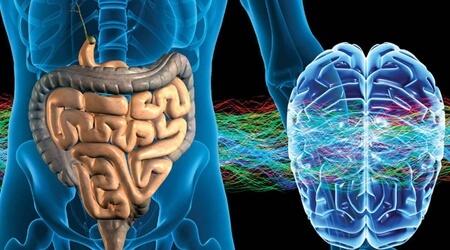 Det enteriske nervesystem: Den anden hjerne