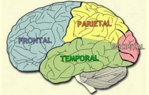 Hjernelapper: Karakteristika og funktioner