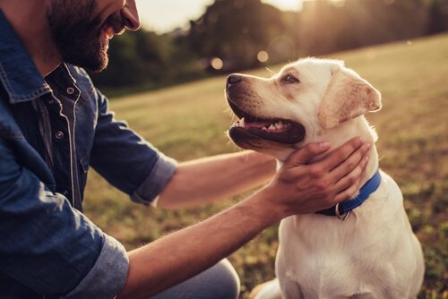 Fortællinger om hunde, der blev berømte