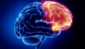 Gyrus cingularis i hjernen