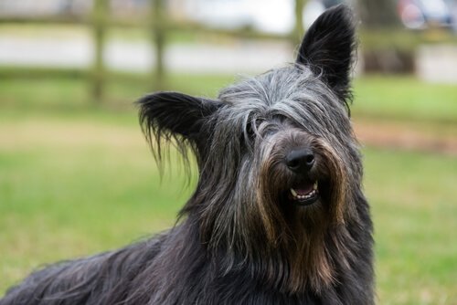 En sort Skye Terrier hund er med i en af de mest kende fortællinger om hunde