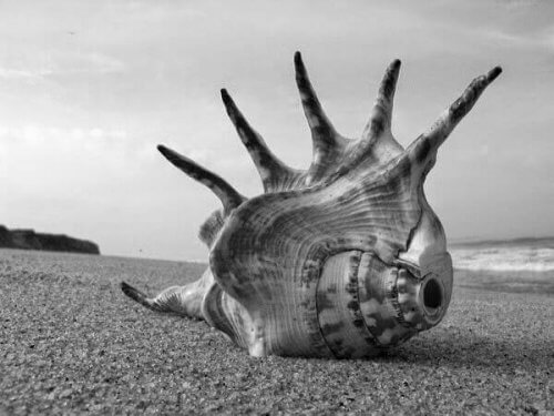 En konkylie på strand