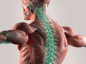 Cerebrospinalvæsken: Centralnervesystemets grundlag