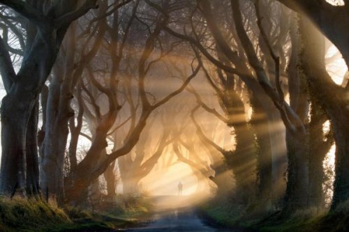 person i en skov symboliserer skrækfilmen i ens hoved