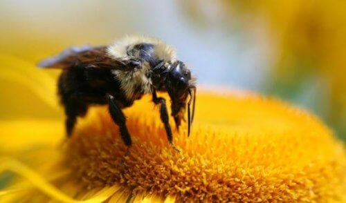 Når en bi indsamler nektar, gør den det ikke for sig selv. Den gør det, fordi det er nødvendigt for kubens overlevelse.