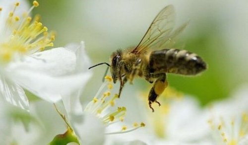 5 nyttige og spændende ting, vi kan lære af bier