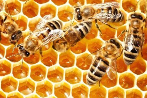 I biernes verden kan man aldrig tale i ental. Selvom de alle bidrager individuelt, går det til et fælles formål