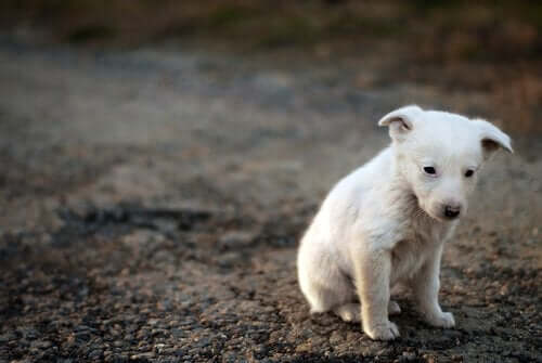 En hund, som er trist, illustrerer dyrs bevidsthed