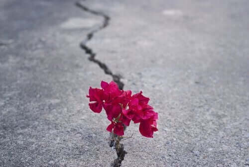 Blomst er vokset op gennem revne i asfalt