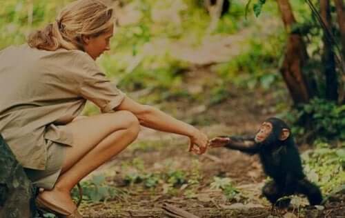 Jane Goodall med chimpanseunge