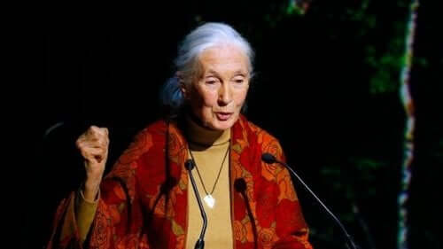 Som 84-årig har Jane Goodall stadig sin karakteristiske hestehale og det fredfyldte smil og følsomme blik, der observerer verden med en nærmest barnlig nysgerrighed.