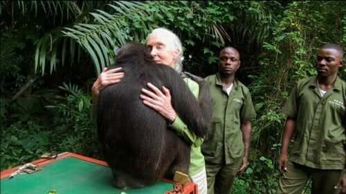 Jane Goodall krammer chimpanse