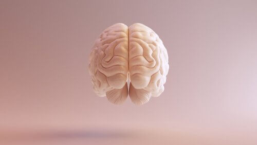 Et billede af en hjerne