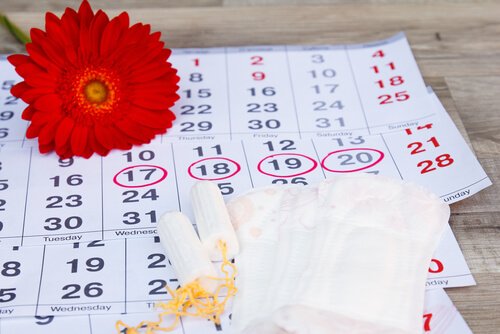 Kalender illustrerer de forskellige faser i en menstruationscyklus