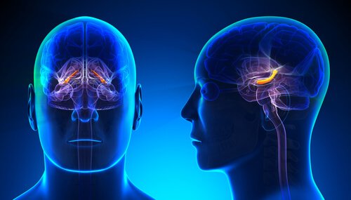 Hippocampus og selvværd har også forbindelse til amygdala