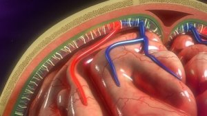 Hjernehinder: Struktur og funktion