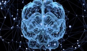 Sover hjernen egentlig nogensinde?