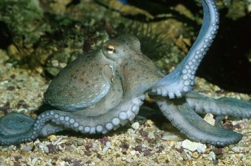 Mysterierne omkring blæksprutters intelligens