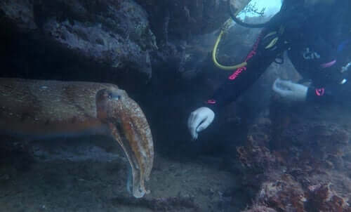 dykker og blæksprutte