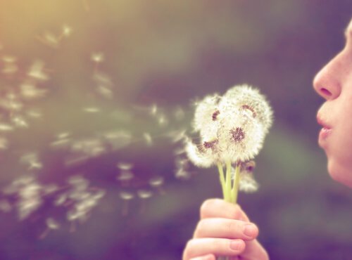 Pige puster til mælkebøtte