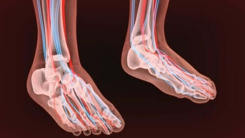 nervebaner i ben og fødder