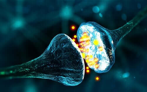 Forskellige synapser fungerer på forskellige måder