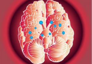 Vores fantastiske kranienerver, og hvordan de virker