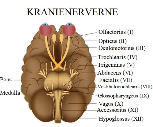 Animation af kranienerver