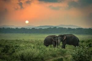 De triste elefanter: En sand historie