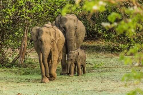 Der er et stærkt familiebånd blandt elefanter