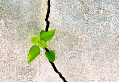 Lille plantespire vokser gennem beton som symbol på modstandsdygtighed ifølge Marcelo Ceberio