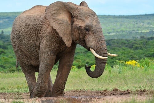 Historien om elefanten og de seks blinde vismænd lærer os at værdsætte andres meninger
