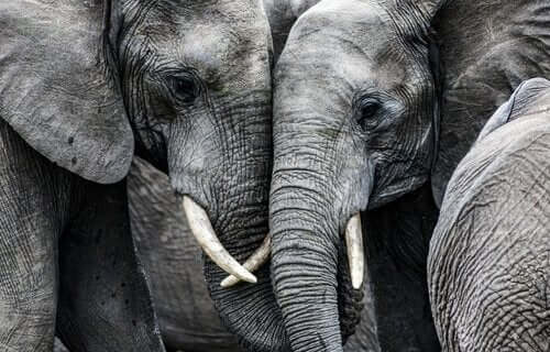 Triste elefanter sørger over deres døde