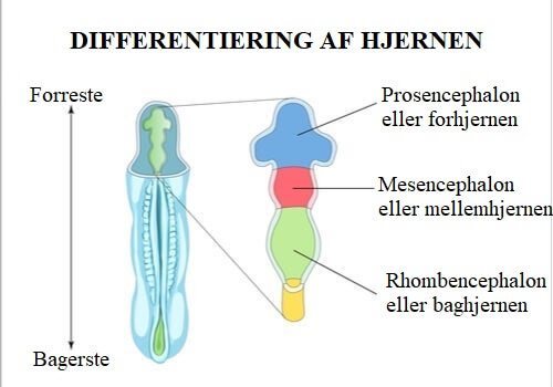 Differentiering af hjernen