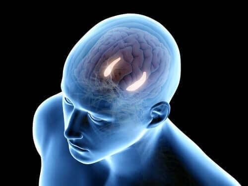 Hippocampus lyser op i en hjerne