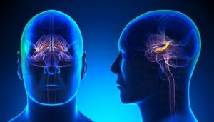 Hippocampus: Struktur og funktioner