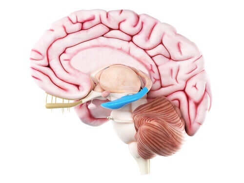 Grafisk illustration af hjernen
