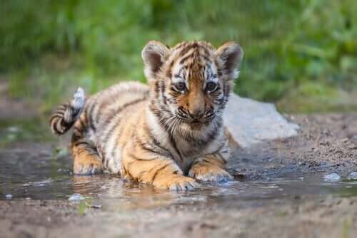 En tigerunge symboliserer metaforer i ACT