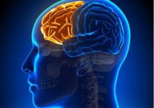 Dyseksekutivt syndrom: Når frontallappen fejler