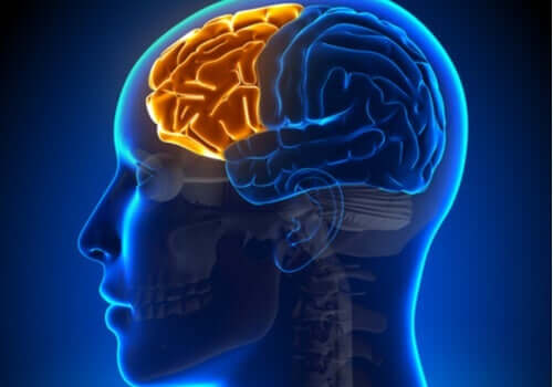 Dyseksekutivt syndrom: Når frontallappen fejler