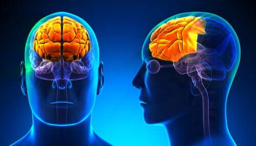Oplyst hjerne viser neurobiologien bag alkoholisme