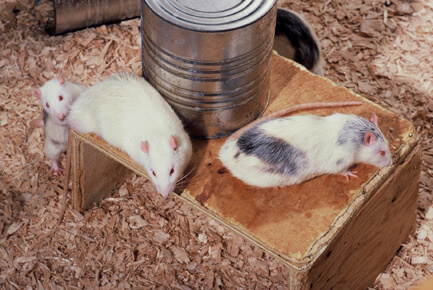 Illustrering af rottepark eksperimentet