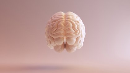 Hjernen fra et menneske