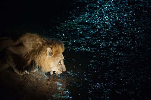 Løve, der drikker af en dam, er med i en af de meget tankevækkende fortællinger