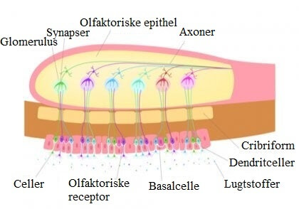 Beskrivelse af den olfaktoriske epithel