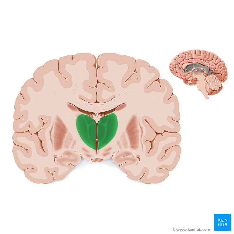 Tegning af hjernen viser, hvordan kroppen opfatter smerte