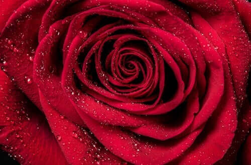 Nærbillede af en rød rose