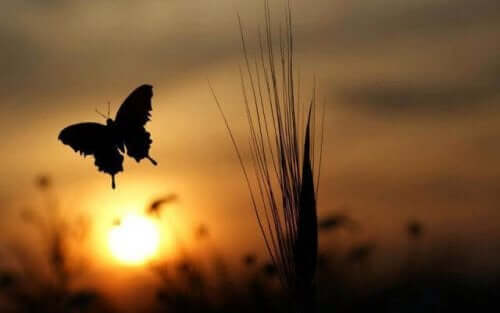 Sommerfugl foran sol