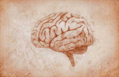 En tegning af hjernen, som John Hughlings Jackson studerede