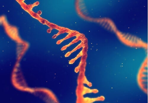 Kan man arve viden: Et digitalt billede, der viser RNA-strenge